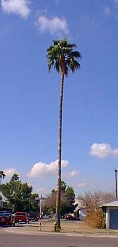 Washingtonia_robusta.jpg