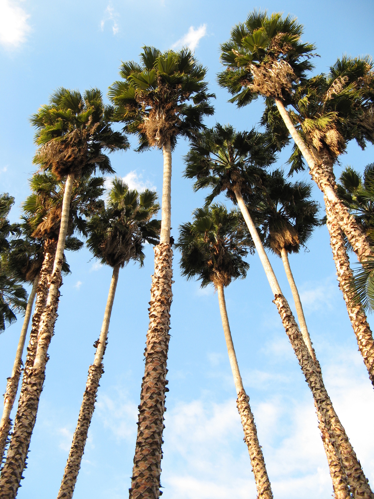 Washingtonia_robusta.jpg