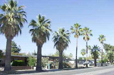 Washingtonia_sp_mixed.jpg