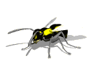 wasp_md_wht.gif