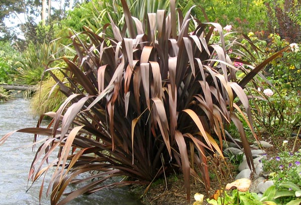 water-flax-bronze.jpg