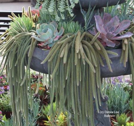 Water-rattail-cactus-fountain-450x422.jpg