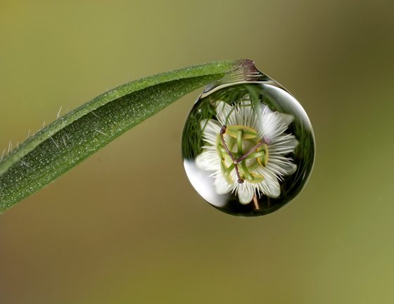 waterdrop_macros.jpg
