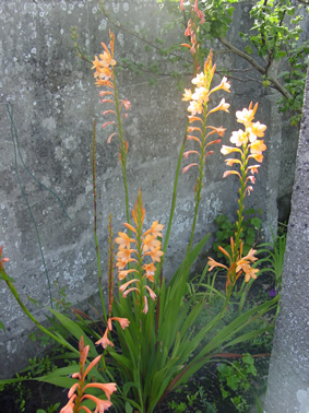watsoniabis.jpg