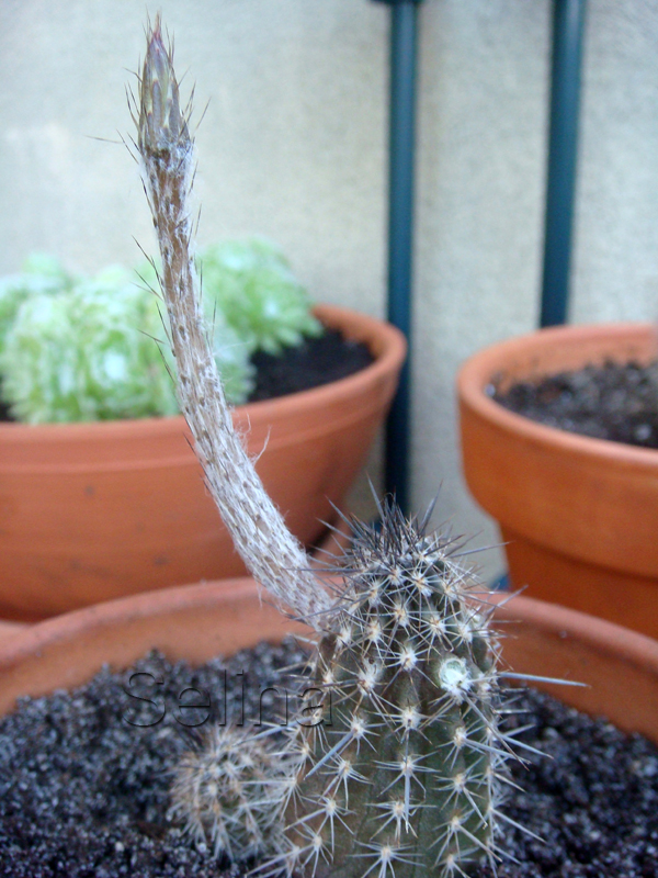 WCsEchinopsis0RB.jpg