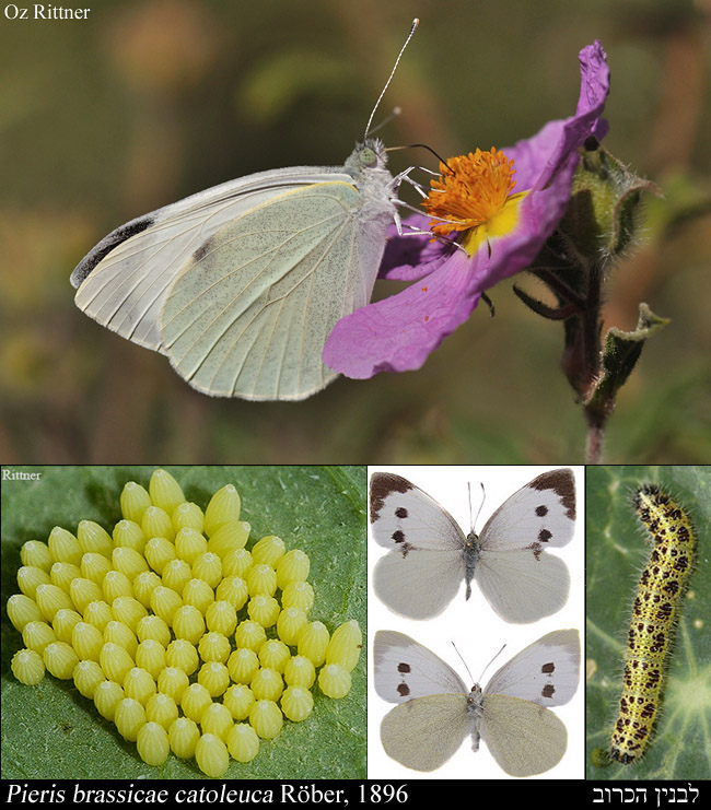 Web%20Pieris%20brassicae%20SERIES.jpg