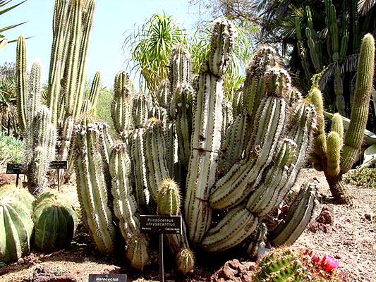 webpilosocereus-chrysacant2.jpg