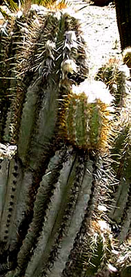 webpilosocereus-chrysacant3.jpg