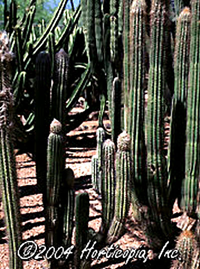 webpilosocereus-chrysacanth.jpg