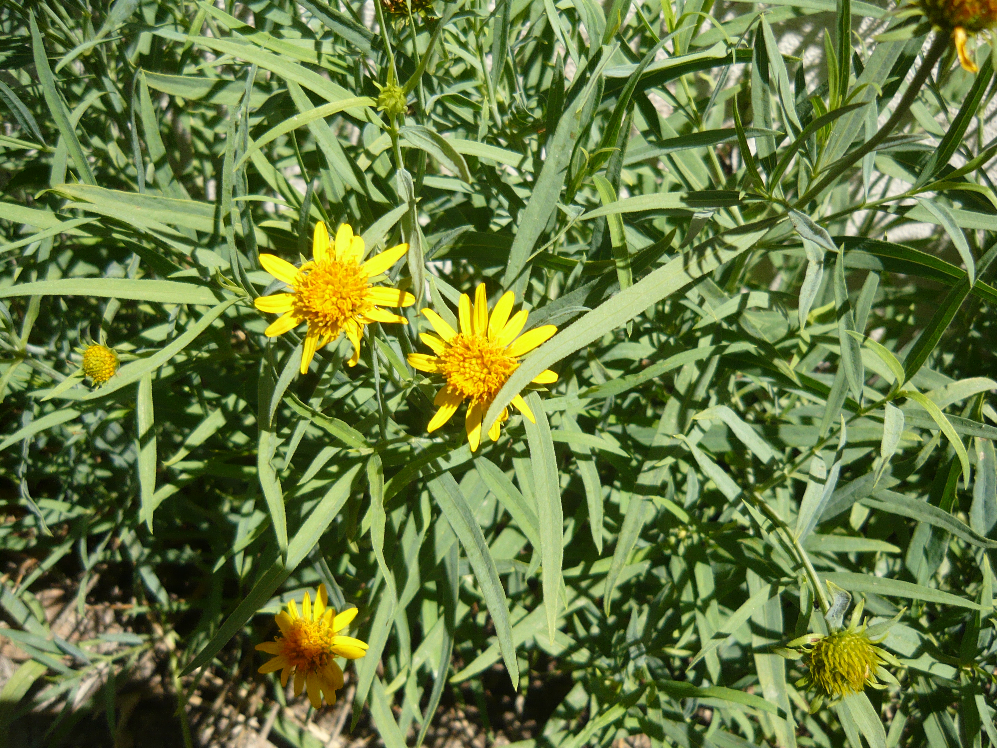 Wedelia_glauca_1.JPG