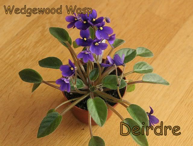 wedgewoodwasp03.jpg