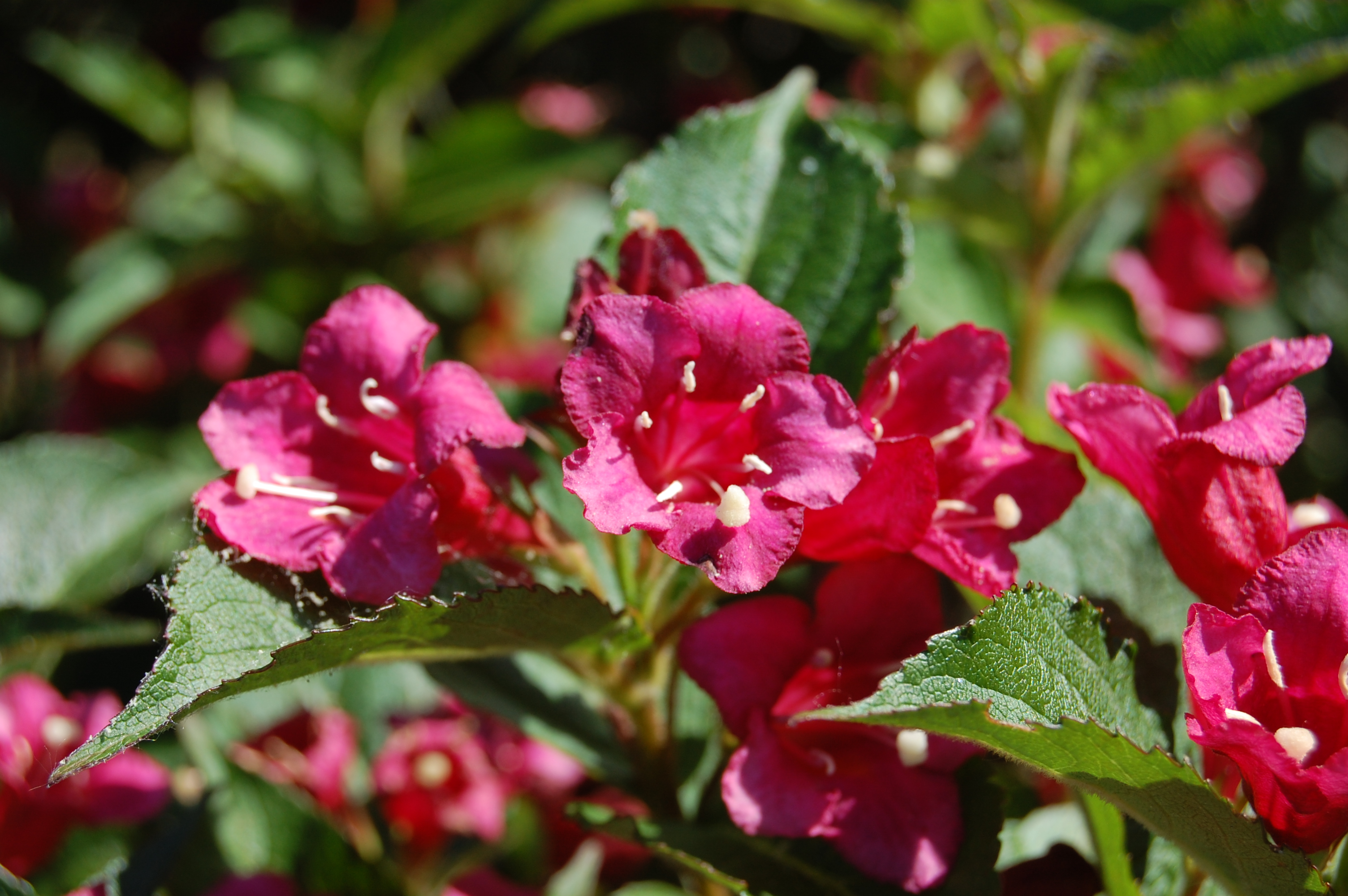 weigela-flourida-bristol-ruby-flower.jpg