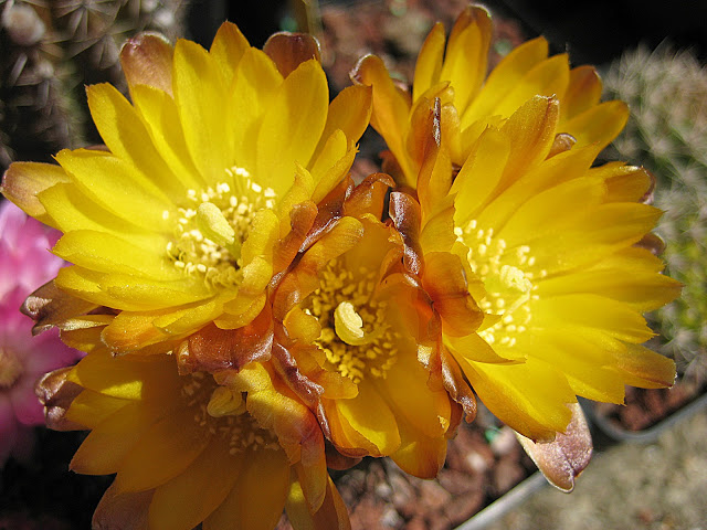 Weingartia%2520neumaniana.jpg