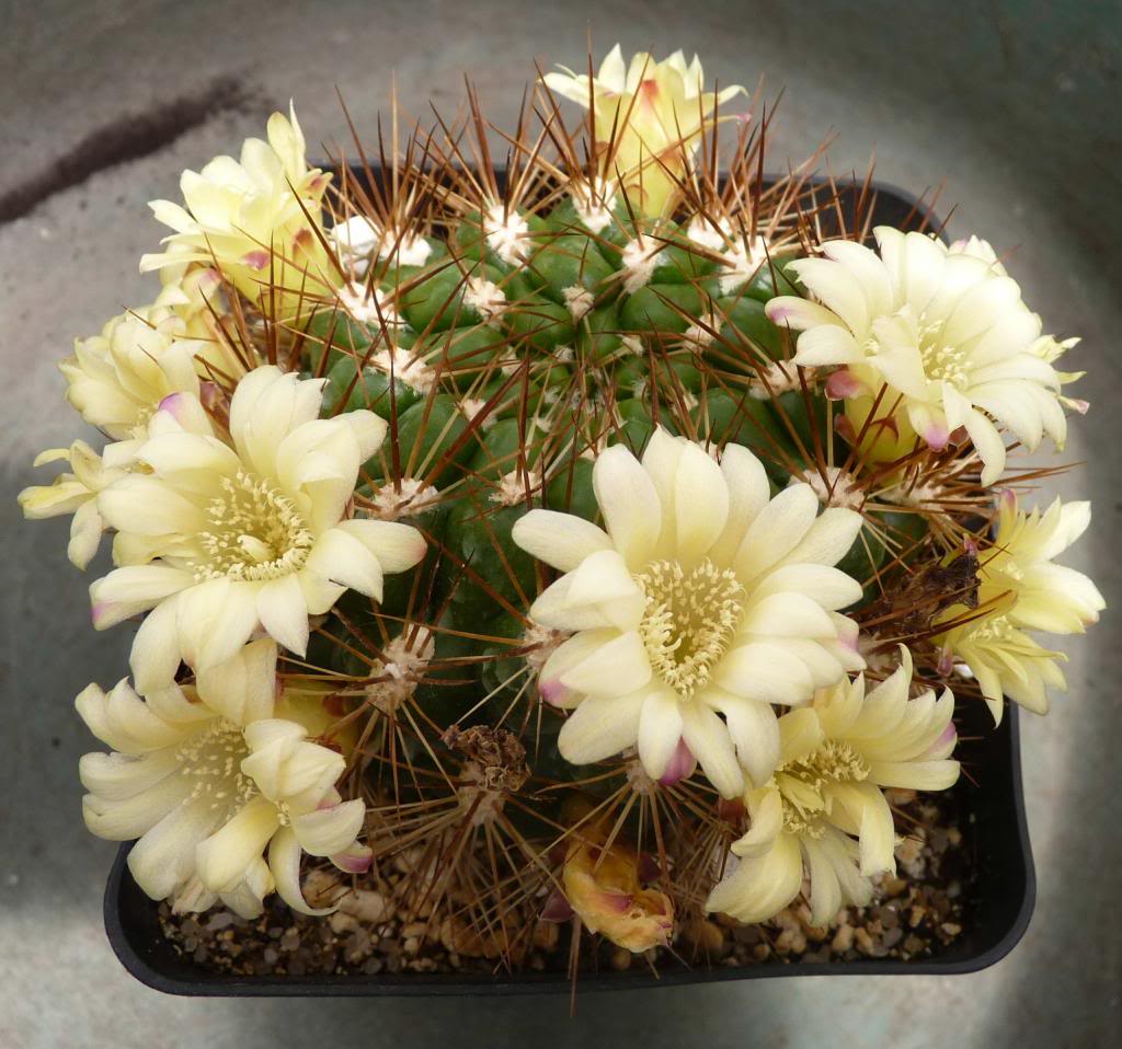 Weingartianeocumingiihedinianaalbiflora16_zps7ddf5acb.jpg