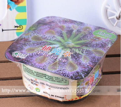 Weird-flowers-garden-Venus-flytrap-fly-nemesis-eating-font-b-grass-b-font-flies-box-font.jpg
