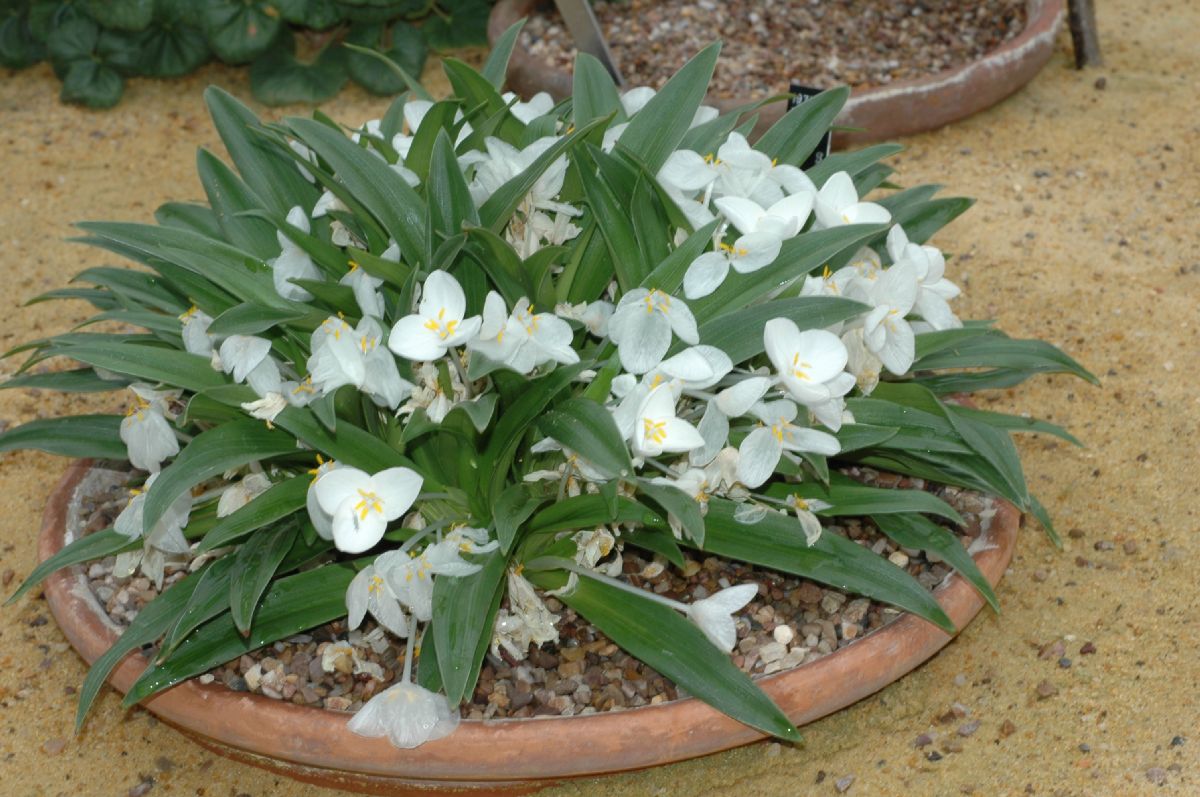 Weldenia_candida.JPG