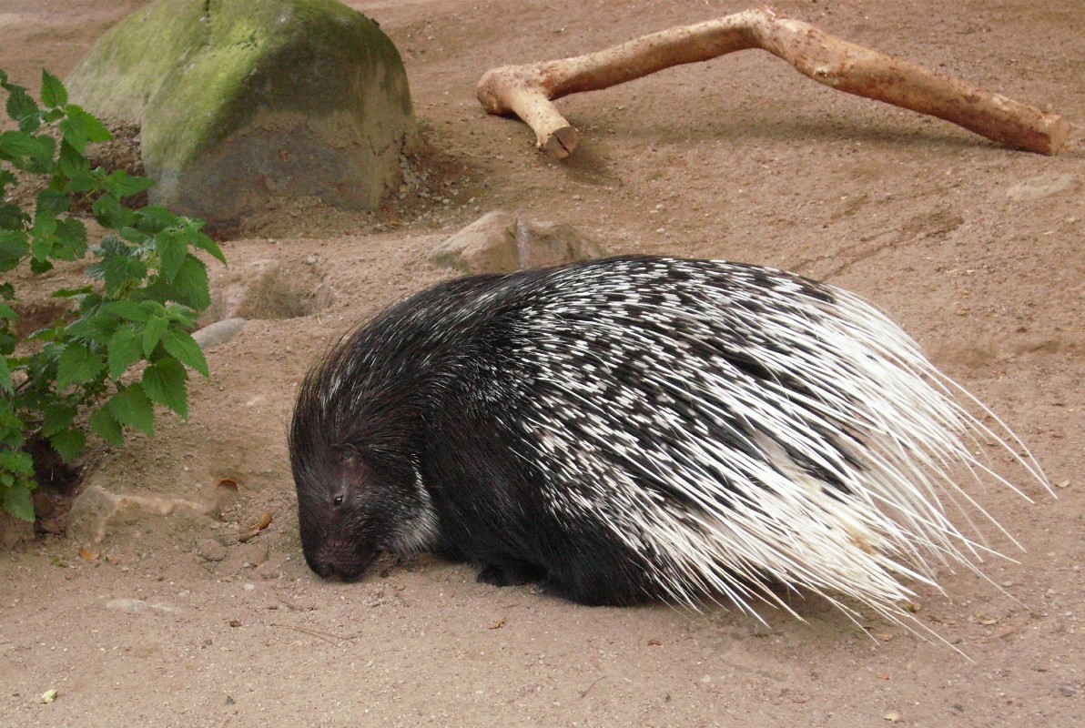 Westafrikanisches_Stachelschwein.jpg