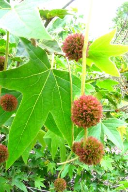 westernsycamore4.jpg
