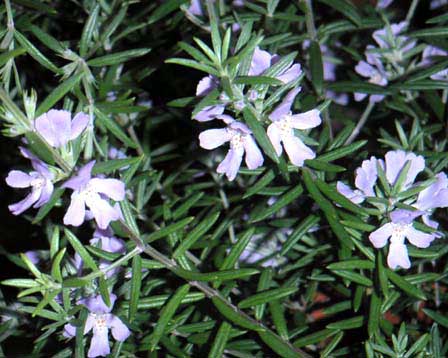 Westringia-fruticosa.jpg