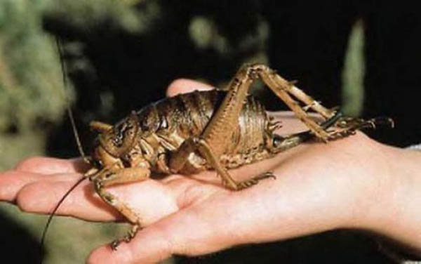 weta-gigante.jpg