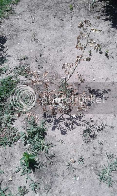 WhatsApp%20Image%202018-10-12%20at%2012.48.40%201_zpsxi4fqn1j.jpe