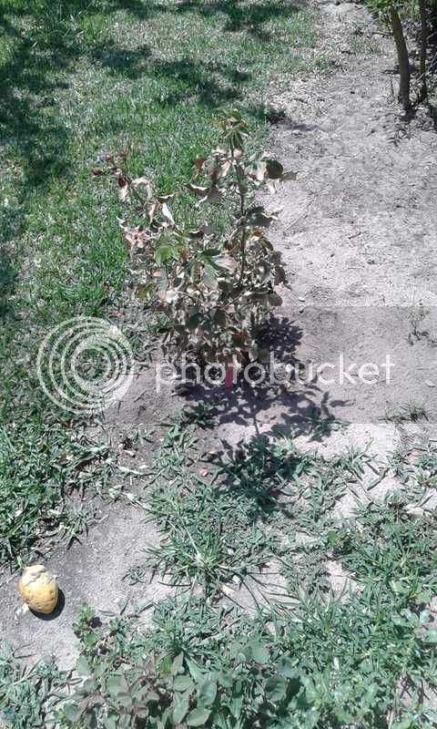 WhatsApp%20Image%202018-10-12%20at%2012.48.40_zpslukanmka.jpe