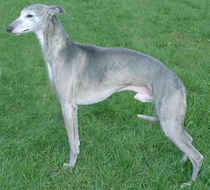 whippet%20gris.JPG