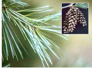 white_pine.jpg