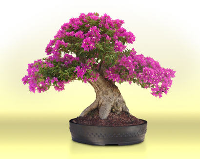 wigert_bougainvillea_glabra_410.jpg