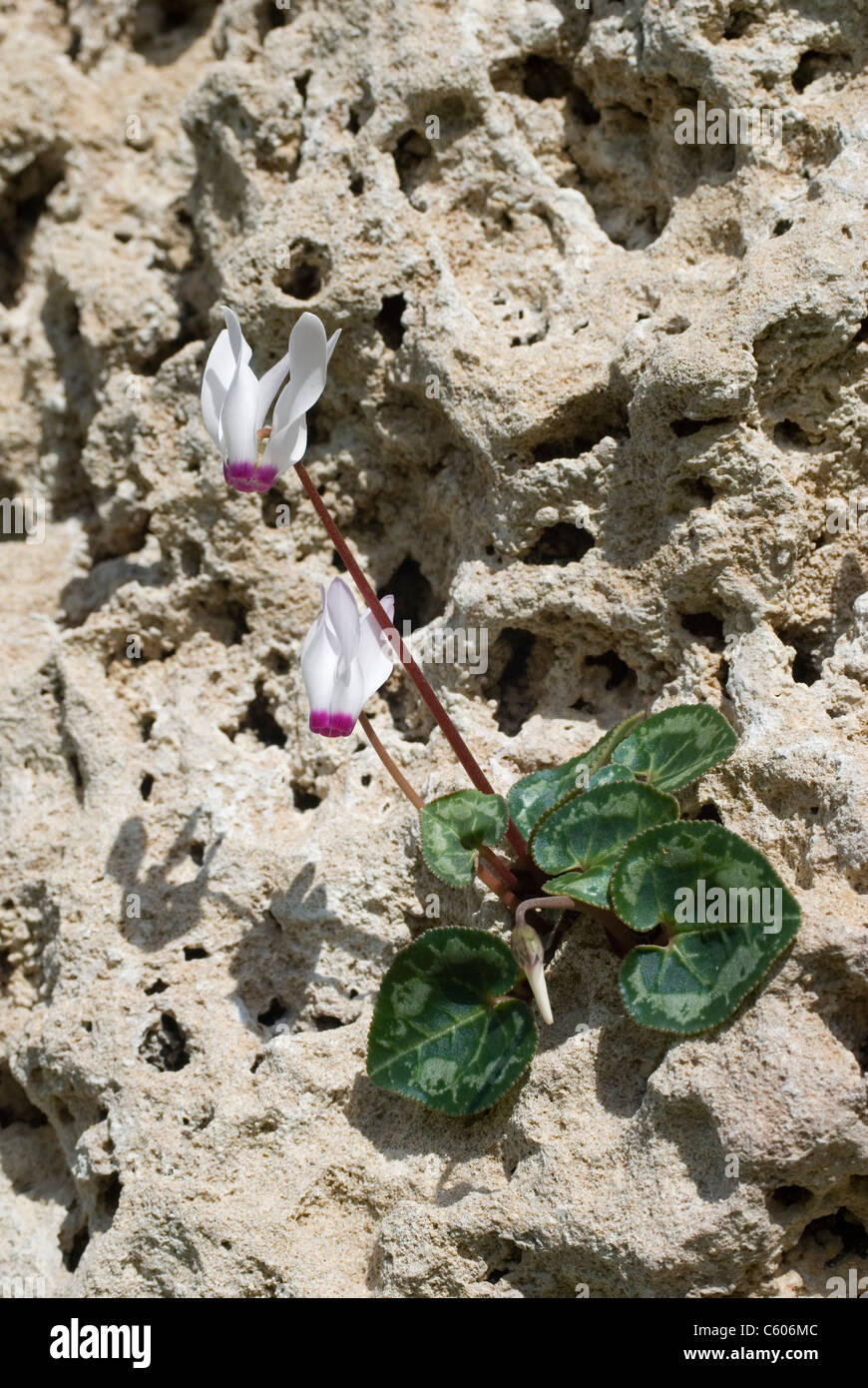 wild-flower-cyclamen-persicum-growing-in-its-natural-habitat-in-cyprus-C606MC.jpg