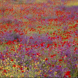 wildflowers2.JPG