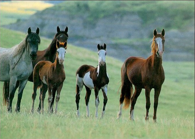 WildHorses_003-MustangsFamily-OnPlain.jpg