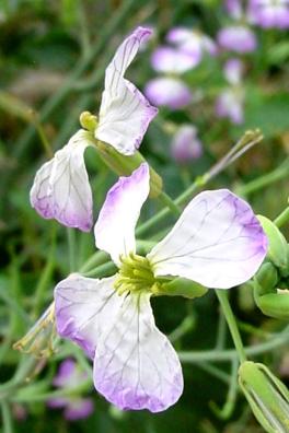 wildradish4.jpg