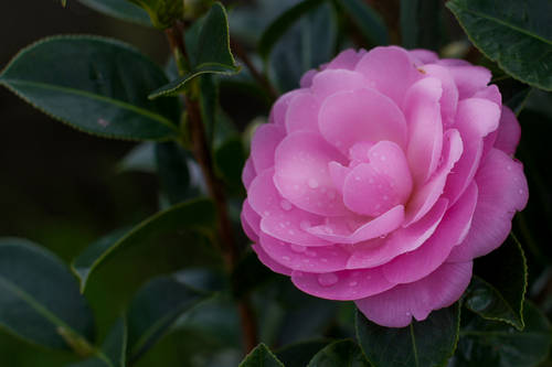 WILLIAMSII_-_EG_WATERHOUSE-2010.jpg