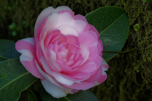 WILLIAMSII_-_EG_WATERHOUSE_VARIEGATED-2010-1.jpg