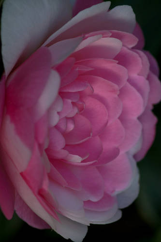 WILLIAMSII_-_EG_WATERHOUSE_VARIEGATED-2010.jpg