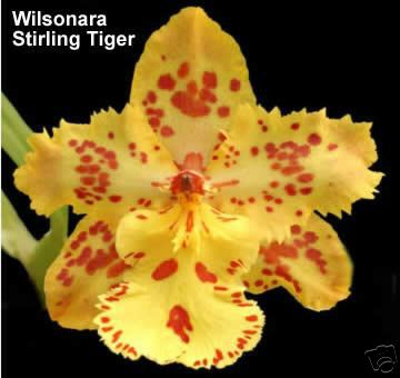 Wilsonara%20Stirling%20Tiger.jpg