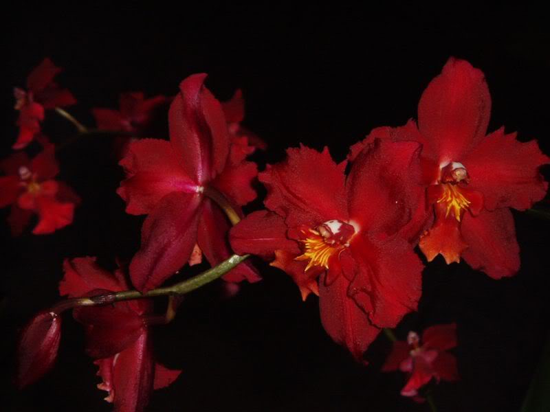 WILSONARA_ZOES_FIRE_3.jpg