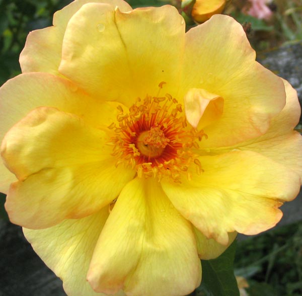 windrush-rose-closeup.jpg