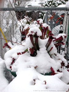 winter01.gif