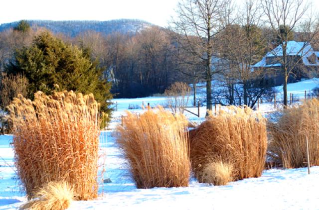 winter_landscape_grass_view.jpg