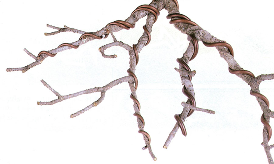 WiredBranchDetail.jpg