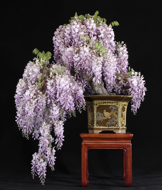 wisteria-bob.jpg