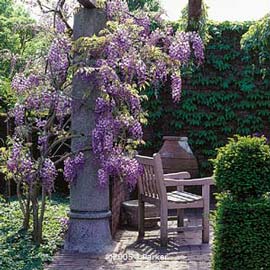 wisteria-chinensis-2.jpg