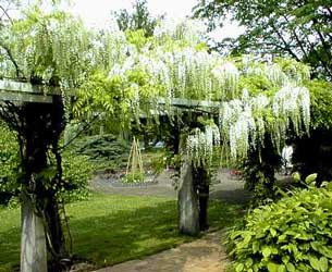 wisteria-chinensis-alba.jpg