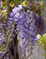 wisteria-chinensis-flores.jpg