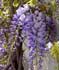 wisteria-chinensis-flores.jpg