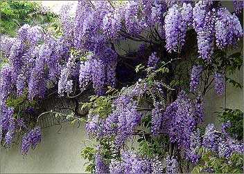 wisteria-chinensis.jpg