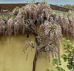 wisteria-floribunda.jpg