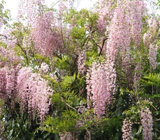 wisteria-floribunda-pink-ice_01.jpg